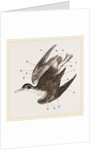 Plumage of Bird by Anonymous