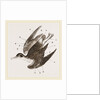 Plumage of Bird by Anonymous