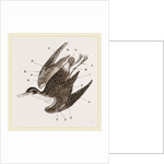 Plumage of Bird by Anonymous