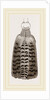 Tail of Buzzard by Anonymous