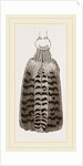 Tail of Buzzard by Anonymous