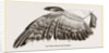 Wing of Buzzard by Anonymous