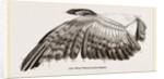 Wing of Buzzard by Anonymous