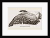 Wing of Buzzard by Anonymous