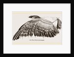 Wing of Buzzard by Anonymous