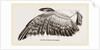 Wing of Buzzard by Anonymous