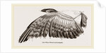 Wing of Buzzard by Anonymous