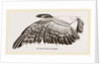 Wing of Buzzard by Anonymous