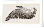 Wing of Buzzard by Anonymous
