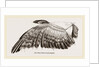Wing of Buzzard by Anonymous