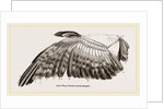 Wing of Buzzard by Anonymous