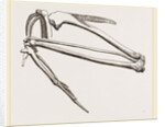 Bones of Hawk's Wing by Anonymous