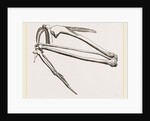 Bones of Hawk's Wing by Anonymous