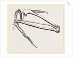 Bones of Hawk's Wing by Anonymous