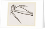 Bones of Hawk's Wing by Anonymous
