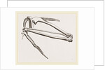 Bones of Hawk's Wing by Anonymous