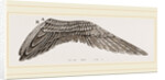 Wing of Curlew by Anonymous