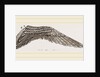 Wing of Curlew by Anonymous