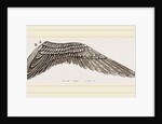 Wing of Curlew by Anonymous
