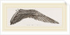 Wing of Curlew by Anonymous