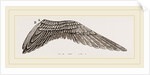 Wing of Curlew by Anonymous