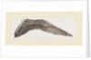 Wing of Curlew by Anonymous