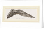 Wing of Curlew by Anonymous