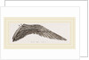 Wing of Curlew by Anonymous