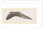 Wing of Curlew by Anonymous