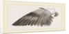 Wing of Gro3Leak by Anonymous