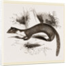 Pine Marten by Anonymous