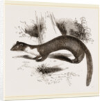 Pine Marten by Anonymous