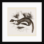 Pine Marten by Anonymous