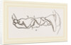 Teeth of Polecat by Anonymous