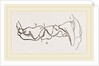 Teeth of Polecat by Anonymous