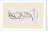 Teeth of Polecat by Anonymous