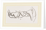 Teeth of Polecat by Anonymous