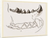 Teeth of Marten by Anonymous