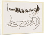 Teeth of Marten by Anonymous