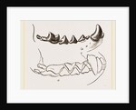 Teeth of Marten by Anonymous