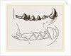 Teeth of Marten by Anonymous