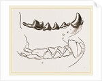 Teeth of Marten by Anonymous