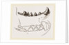 Teeth of Marten by Anonymous