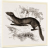 tBeech Marten by Anonymous