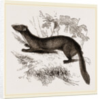 tBeech Marten by Anonymous