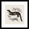tBeech Marten by Anonymous