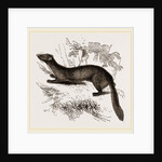 tBeech Marten by Anonymous