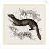tBeech Marten by Anonymous