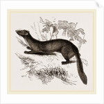 tBeech Marten by Anonymous