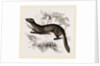 tBeech Marten by Anonymous